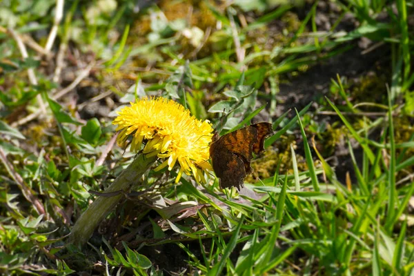 stock image Comma butterfly (Polygonia c-album) with partially open wings sitting on yellow dandelion in Zurich, Switzerland