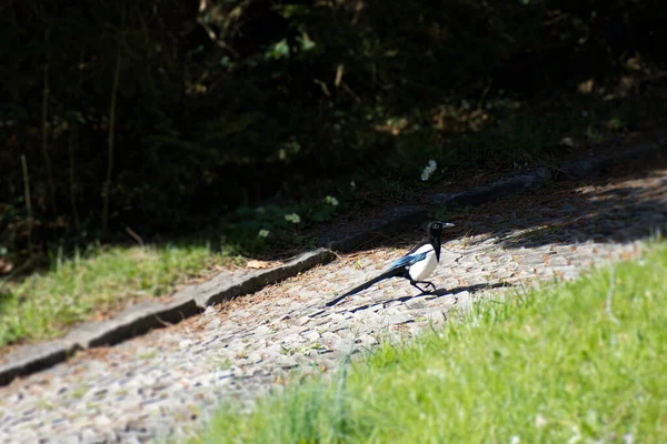 Eurasian Magpie Pica Pica Sentado Caminho Zurique Suíça — Fotografia de Stock