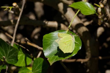 İsviçre, Zürih 'te yeşil yaprak üzerinde oturan yaygın kükürt kelebeği (Gonepteryx rhamni)