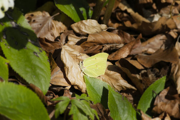 Common brimstone butterfly (Gonepteryx rhamni) sitting on a brown leaf in Zurich, Switzerland