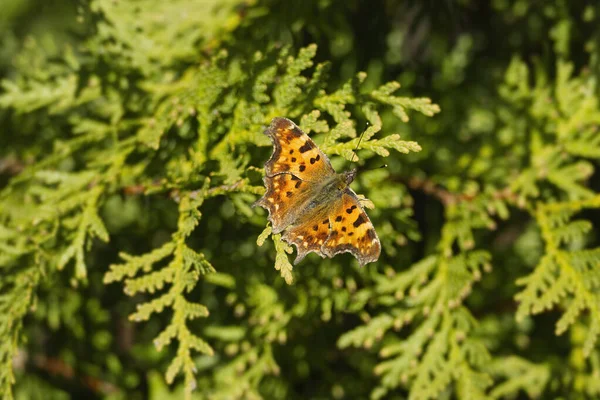 Przecinek Motyla Polygonia Album Siedzący Gałęzi Drzewa Zurychu Szwajcaria — Zdjęcie stockowe