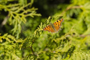 Zürih, İsviçre 'de bir ağaç dalında oturan virgül kelebeği (Polygonia c-album)