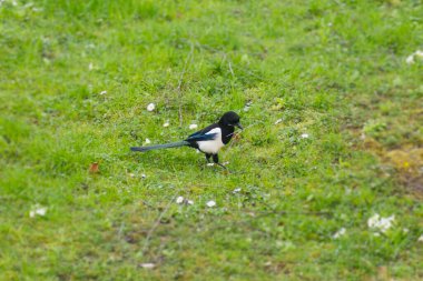 Avrasya Saksağanı (Pica pica) İsviçre 'nin Zürih kentindeki bir çim tarlasından bir dal aldı