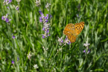 İsviçre 'nin Zürih kentindeki lavantanın üzerinde gümüş renginde yıkanmış Fritiller Kelebeği (Argynnis paphia) oturmaktadır.