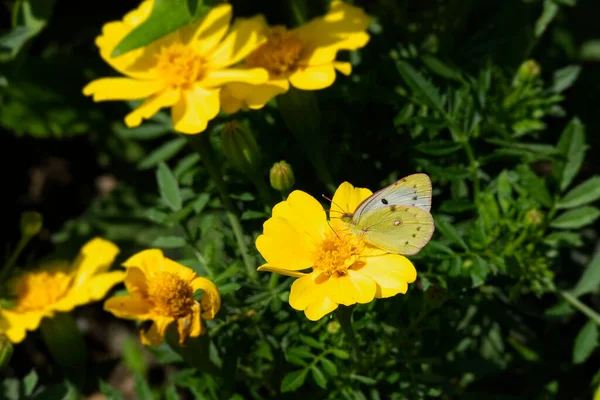 Χλωμό Θολωμένο Κίτρινο Colias Hyale Πεταλούδα Σκαρφαλωμένη Κίτρινο Λουλούδι Στη — Φωτογραφία Αρχείου