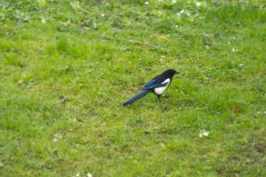 Avrasya Saksağanı (Pica pica) İsviçre 'nin Zürih kentindeki bir çim tarlasından bir dal aldı
