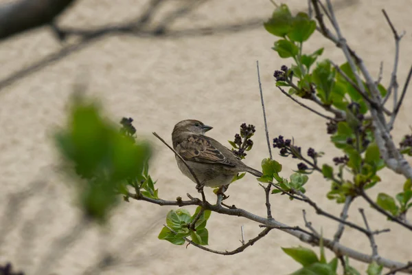 Female House Sparrow Passer Domesticus งอย บนก งไม ในซ ตเซอร — ภาพถ่ายสต็อก