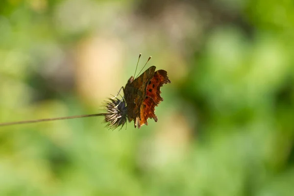 瑞士苏黎世的一只蝴蝶 Polygonia Album 坐在一棵植物上 — 图库照片