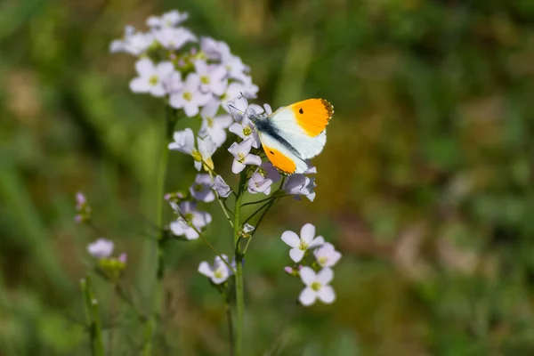 Papillon Orange Mâle Anthocharis Cardamines Perché Sur Une Fleur Rose — Photo