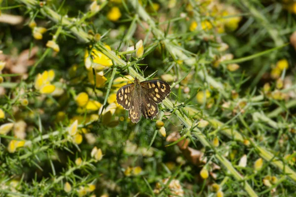 スイスのチューリッヒにある黄色の植物に松葉杖木蝶 Parge Aegeria — ストック写真