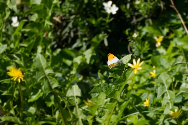 スイスのチューリッヒにある緑の葉の上にオレンジ色の先端蝶 Antocharis Cardamine が群生しています — ストック写真