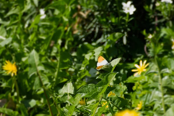 Мужской Оранжевый Наконечник Бабочки Anthocharis Cardamines Сидящий Зеленом Листе Цюрихе — стоковое фото