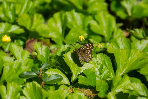 Mariposa Madera Salpicada Pararge Aegeria Sentada Sobre Una Hoja Verde —  Fotos de Stock
