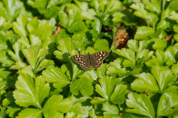 Papillon Bois Moucheté Pararge Aegeria Assis Sur Une Feuille Verte — Photo
