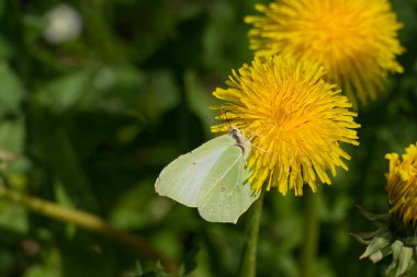 İsviçre, Zürih 'te sarı karahindiba üzerinde oturan yaygın kükürt kelebeği (Gonepteryx rhamni)