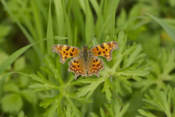 stock image Comma butterfly (Polygonia c-album) sitting on a green plant in Zurich, Switzerland