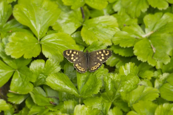 Papillon Bois Moucheté Pararge Aegeria Assis Sur Une Feuille Verte — Photo