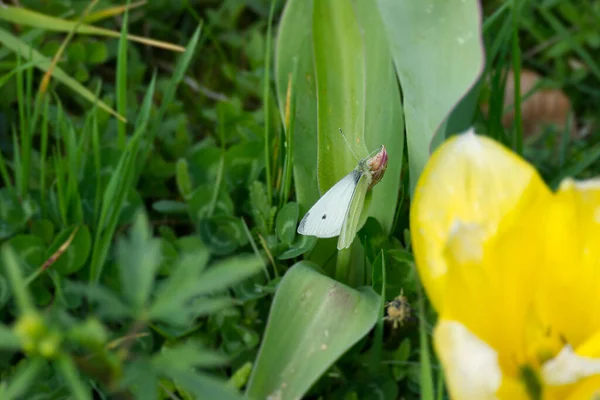 Pequeña Mariposa Blanca Pieris Rapae Posada Sobre Una Hoja Verde — Foto de Stock