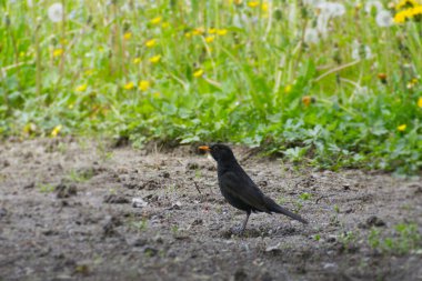 İsviçre 'nin Zürih kentinde oturan erkek Avrasya karatavuğu (Turdus merula)