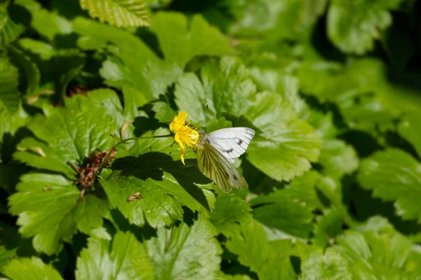Grüngeäderter Weißer Pieris Napi Schmetterling Sitzt Auf Einer Gelben Blume — Stockfoto