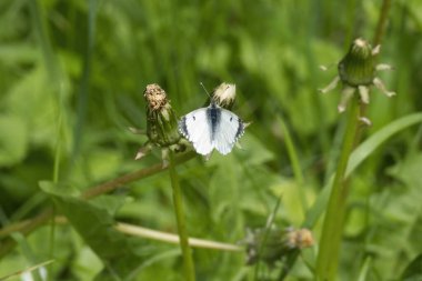 Dişi turuncu uçlu kelebek (Anthocharis kakuminleri) İsviçre 'nin Zürih kentinde bir karahindibanın üzerine tünemiştir.