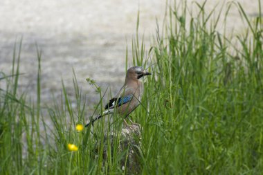 Avrasyalı Jay (Garrulus glandarius) İsviçre 'nin Zürih kentindeki çimlerde oturuyor