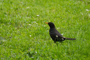 İsviçre 'nin Zürih kentindeki çimlerde oturan erkek Avrasya karatavuğu (Turdus merula)