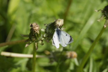 Dişi turuncu uçlu kelebek (Anthocharis kakuminleri) İsviçre 'nin Zürih kentinde bir karahindibanın üzerine tünemiştir.