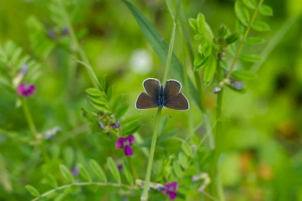 Papillon Femelle Mazarine Bleu Cyaniris Semiargus Assis Sur Une Lame — Photo