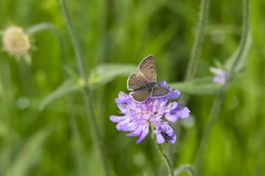 Erkek Sooty Copper (Lycaena tityrus) İsviçre 'nin Zürih şehrinde küçük bir kırışıklığın üzerinde oturan kelebek.