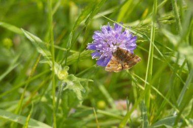 İsviçre 'nin Zürih şehrinde küçük bir kırışıklığın üzerinde oturan Burnet Companion (Öklid glifçesi) güvesi