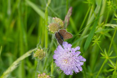Erkek Sooty Copper (Lycaena tityrus) İsviçre 'nin Zürih şehrinde küçük bir kırışıklığın üzerinde oturan kelebek.