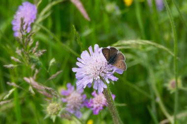 Erkek Sooty Copper (Lycaena tityrus) İsviçre 'nin Zürih şehrinde küçük bir kırışıklığın üzerinde oturan kelebek.