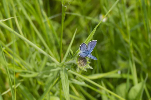 Masculin Mazarine Bleu Cyaniris Semiargus Papillon Assis Sur Une Petite — Photo