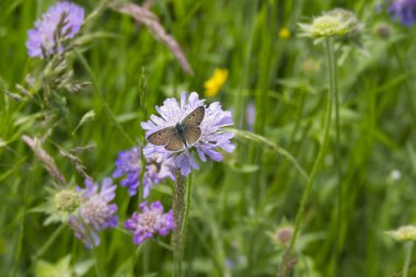Erkek Sooty Copper (Lycaena tityrus) İsviçre 'nin Zürih şehrinde küçük bir kırışıklığın üzerinde oturan kelebek.