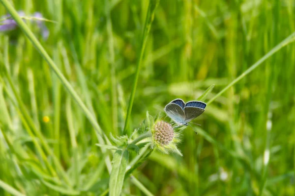 Masculin Mazarine Bleu Cyaniris Semiargus Papillon Assis Sur Une Petite — Photo