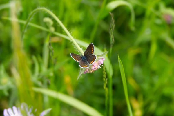 瑞士苏黎世 一只蝴蝶栖息在一朵粉红的花朵上 — 图库照片
