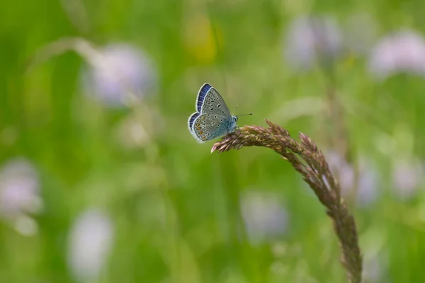 Голубая Бабочка Сидящая Травинке Цюрихе Швейцария — стоковое фото