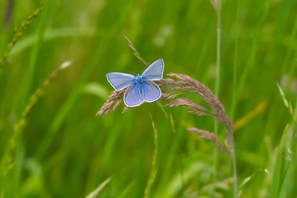 Papillon Bleu Commun Polyommatus Icarus Assis Sur Une Lame Herbe — Photo