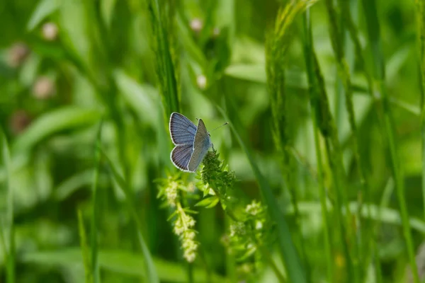 Male Mazarine Blue Cyaniris Semiargus Butterfly Sitting Grass Blade Zurich — Stock Photo, Image