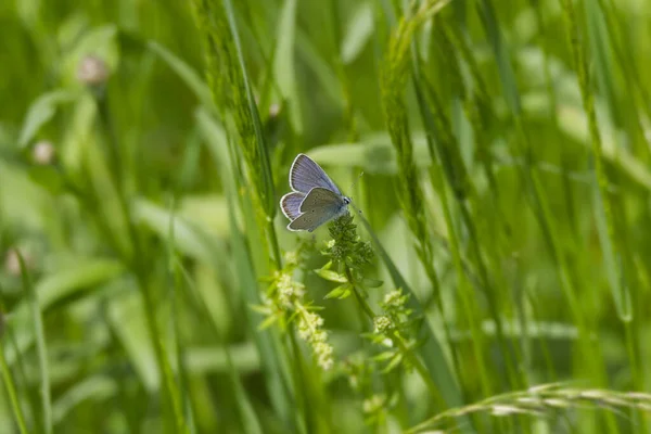 Masculin Mazarine Bleu Cyaniris Semiargus Papillon Assis Sur Une Herbe — Photo