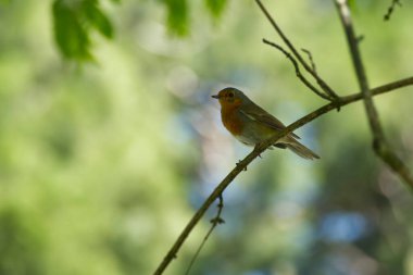 Zürih, İsviçre 'de bir ağaç dalında oturan Avrupa bülbülü (Erithacus rubecula)