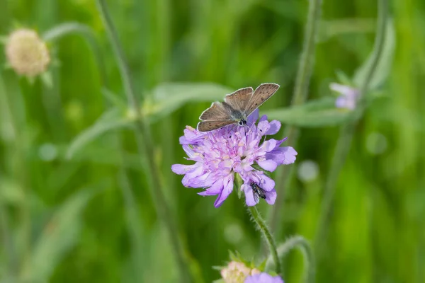 Motyl Męski Lycaena Tityrus Siedzący Małym Scabious Zurychu Szwajcaria — Zdjęcie stockowe