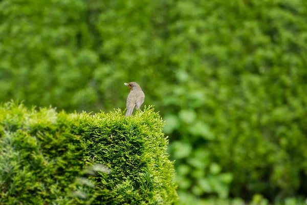 Europeu Robin Erithacus Rubecula Sentado Denso Arbusto Verde Zurique Suíça — Fotografia de Stock
