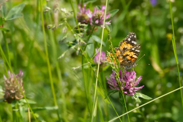 Boyalı Kadın (Vanessa Cardui) İsviçre 'nin Zürih şehrindeki pembe çiçeğe tünemiş kelebek