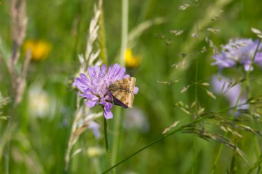İsviçre 'nin Zürih şehrinde küçük bir kırışıklığın üzerinde oturan Burnet Companion (Öklid glifçesi) güvesi