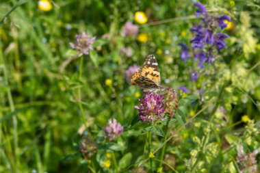 Boyalı Kadın (Vanessa Cardui) İsviçre 'nin Zürih şehrindeki pembe çiçeğe tünemiş kelebek