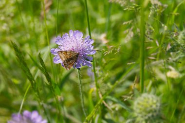 İsviçre 'nin Zürih şehrinde küçük bir kırışıklığın üzerinde oturan Burnet Companion (Öklid glifçesi) güvesi