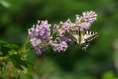 Eski Dünya Kırlangıç Kuyruğu (