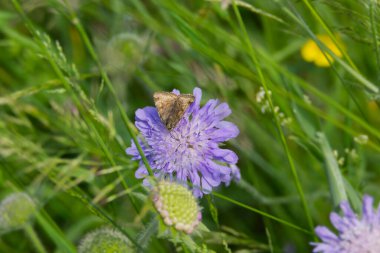 İsviçre 'nin Zürih şehrinde küçük bir kırışıklığın üzerinde oturan Burnet Companion (Öklid glifçesi) güvesi